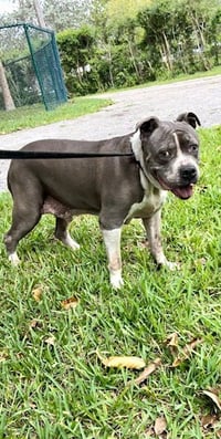 Tyson - Photo 2
