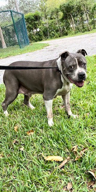 TYSON - Staffordshire Bull Terrier available for adoption