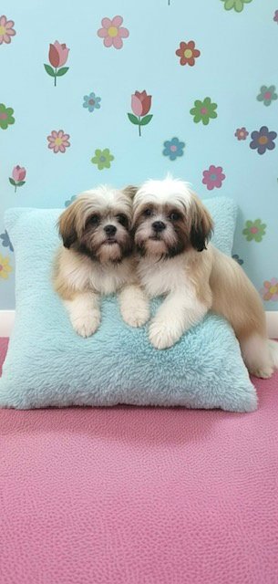 JEMMA & JACOB - Shih Tzu available for adoption