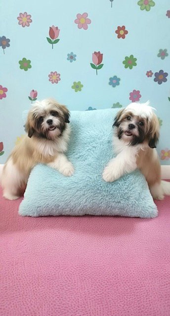 JEMMA & JACOB - Shih Tzu available for adoption