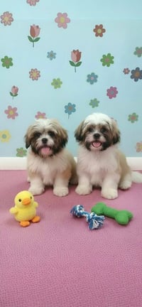 Jemma & Jacob - Photo 4