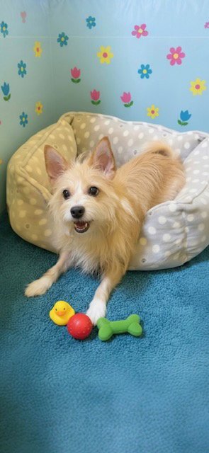 WANDA - Podengo Portugueso available for adoption