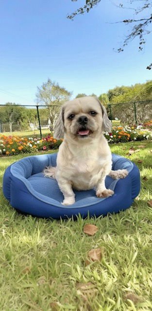SANDY - Shih Tzu for adoption in Miramar