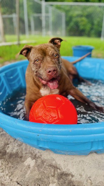 BRADY - Pit Bull Terrier available for adoption