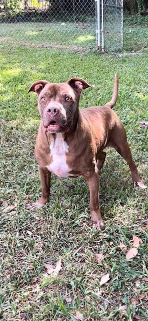 BRADY - Pit Bull Terrier available for adoption