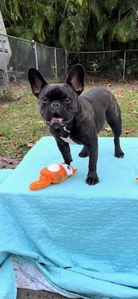 Percy - Photo 3