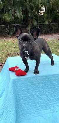 Percy - Photo 4