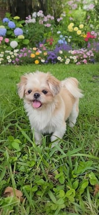 Daisy - Photo 1