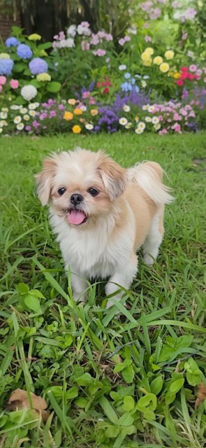 DAISY - Shih Tzu available for adoption