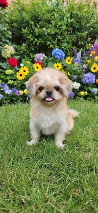 Daisy - Photo 2