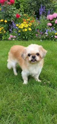 Daisy - Photo 3