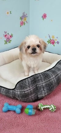 Daisy - Photo 4