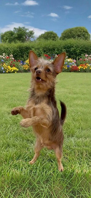 IAN - Toy Terrier / Yorkshire Terrier Yorkie available for adoption