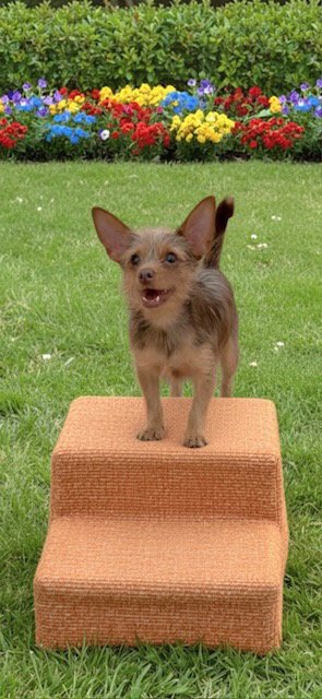 IAN - Toy Terrier / Yorkshire Terrier Yorkie available for adoption