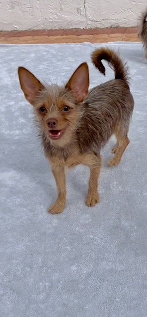 IAN - Toy Terrier / Yorkshire Terrier Yorkie available for adoption