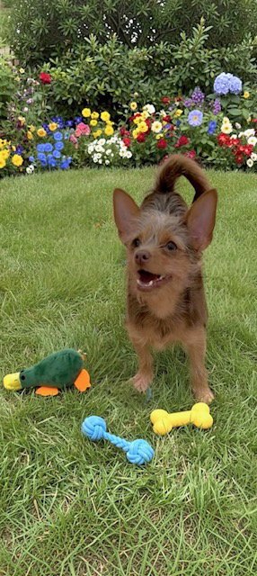 IAN - Toy Terrier / Yorkshire Terrier Yorkie available for adoption