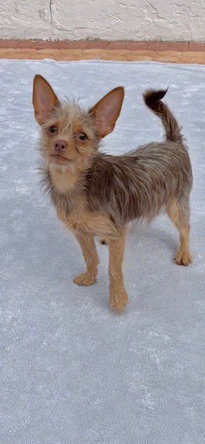 IAN - Toy Terrier / Yorkshire Terrier Yorkie available for adoption