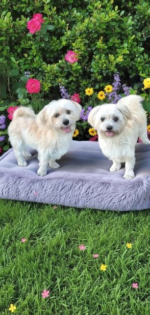 LEXI & MISSY - Shih Tzu available for adoption