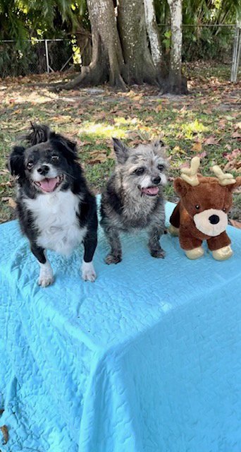 SASHA & SCARLETT - Shih Tzu / Terrier available for adoption