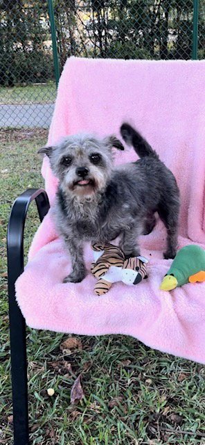 SASHA & SCARLETT - Shih Tzu / Terrier available for adoption
