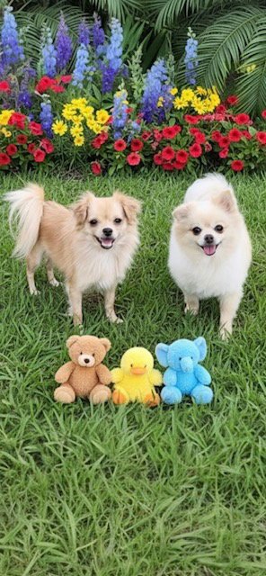 DANA & ANNIE MAE - Pomeranian / Shih Tzu available for adoption