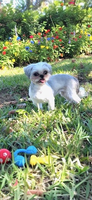 HALO - Shih Tzu for adoption in Miramar