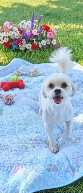 KAYA - Shih Tzu / Bichon Frise available for adoption