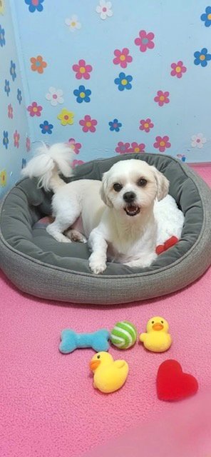 KAYA - Shih Tzu / Bichon Frise available for adoption