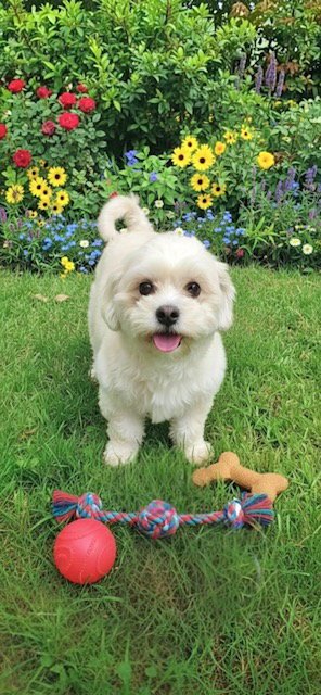 FEYRE - Shih Tzu / Bichon Frise available for adoption