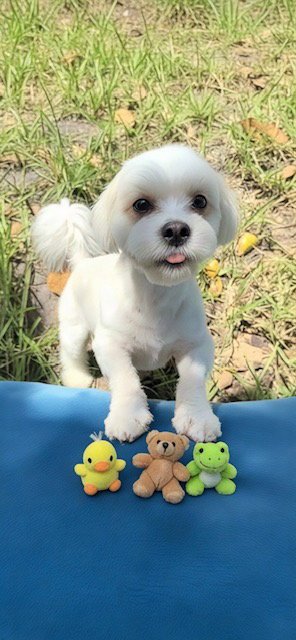 FEYRE - Shih Tzu / Bichon Frise available for adoption