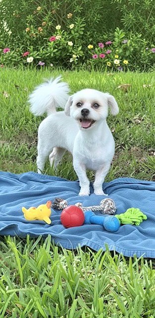 FEYRE - Shih Tzu / Bichon Frise available for adoption