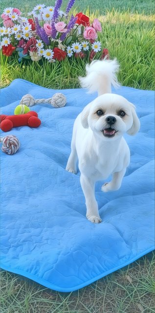 FEYRE - Shih Tzu / Bichon Frise available for adoption