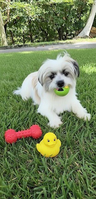 CASSIE & CINDY - Shih Tzu available for adoption