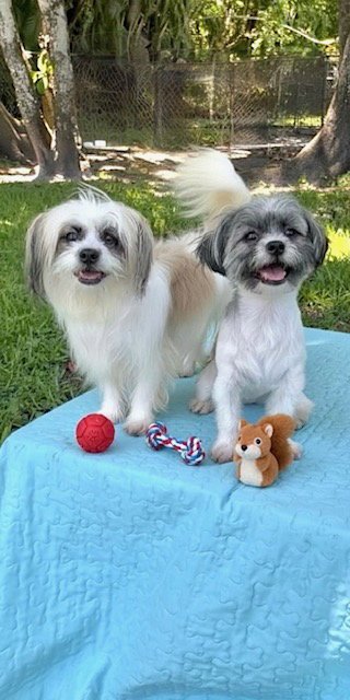 CASSIE & CINDY - Shih Tzu available for adoption