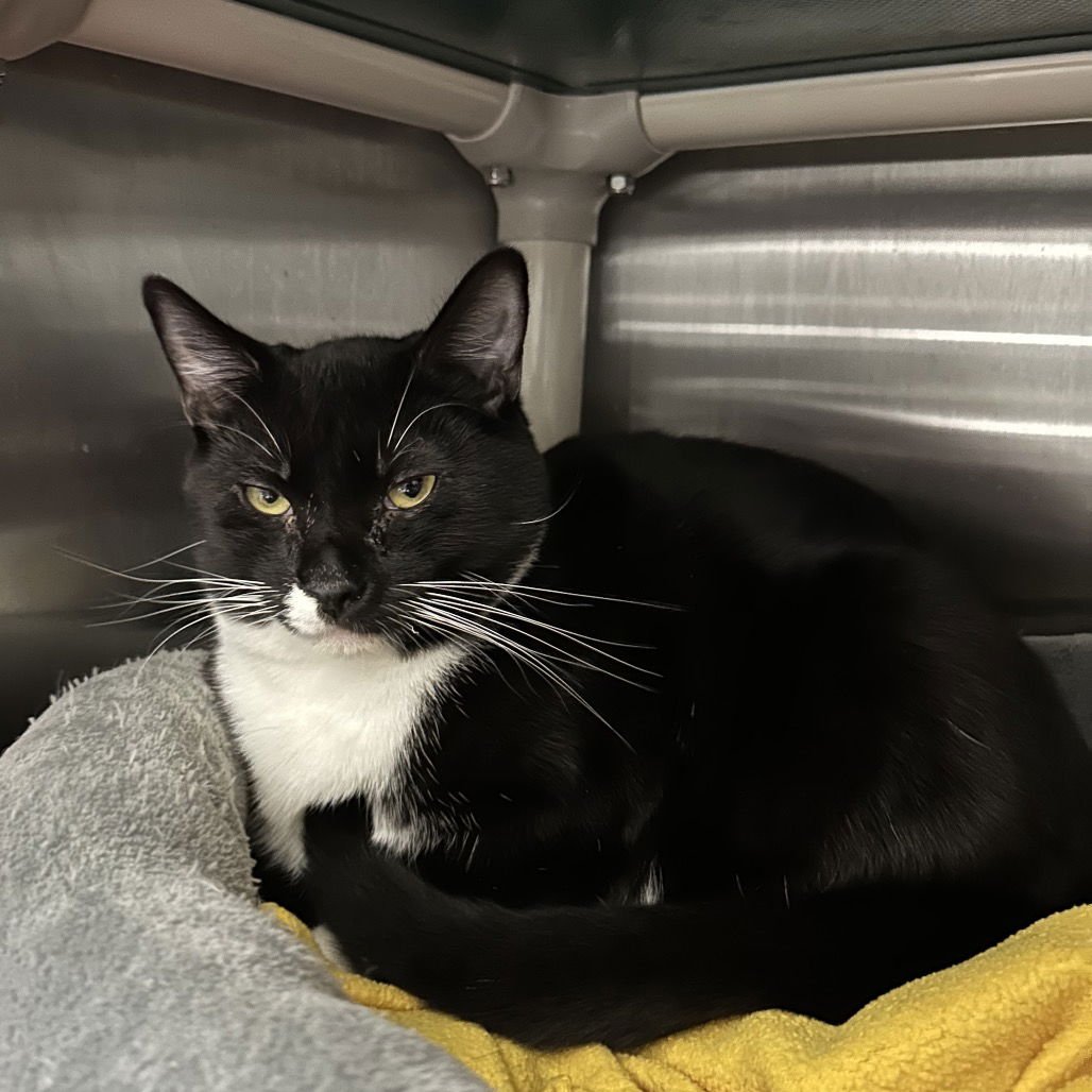 KING PEPPY - Domestic Short Hair available for adoption