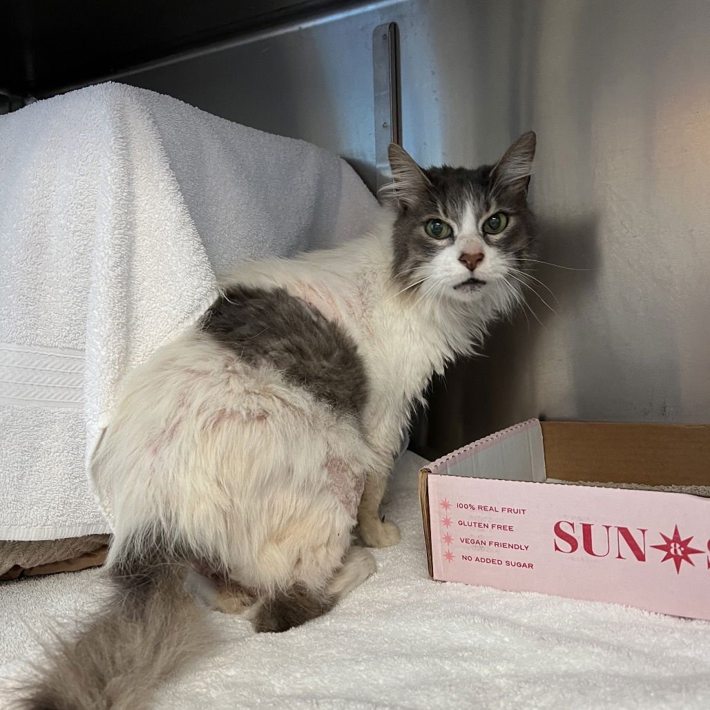 MINNIE - Domestic Long Hair available for adoption