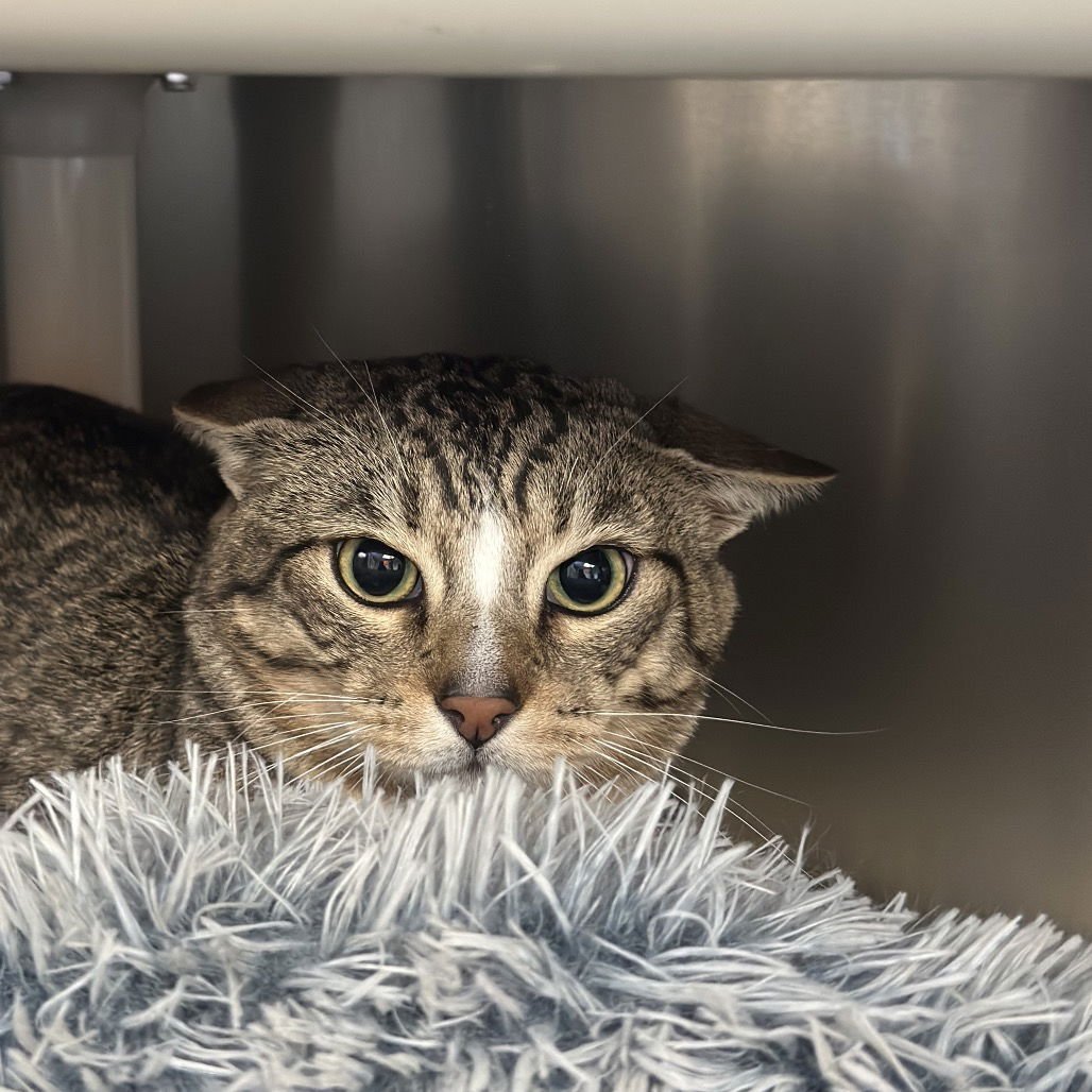 BRAX & LITTLE CHUNK - Domestic Short Hair available for adoption