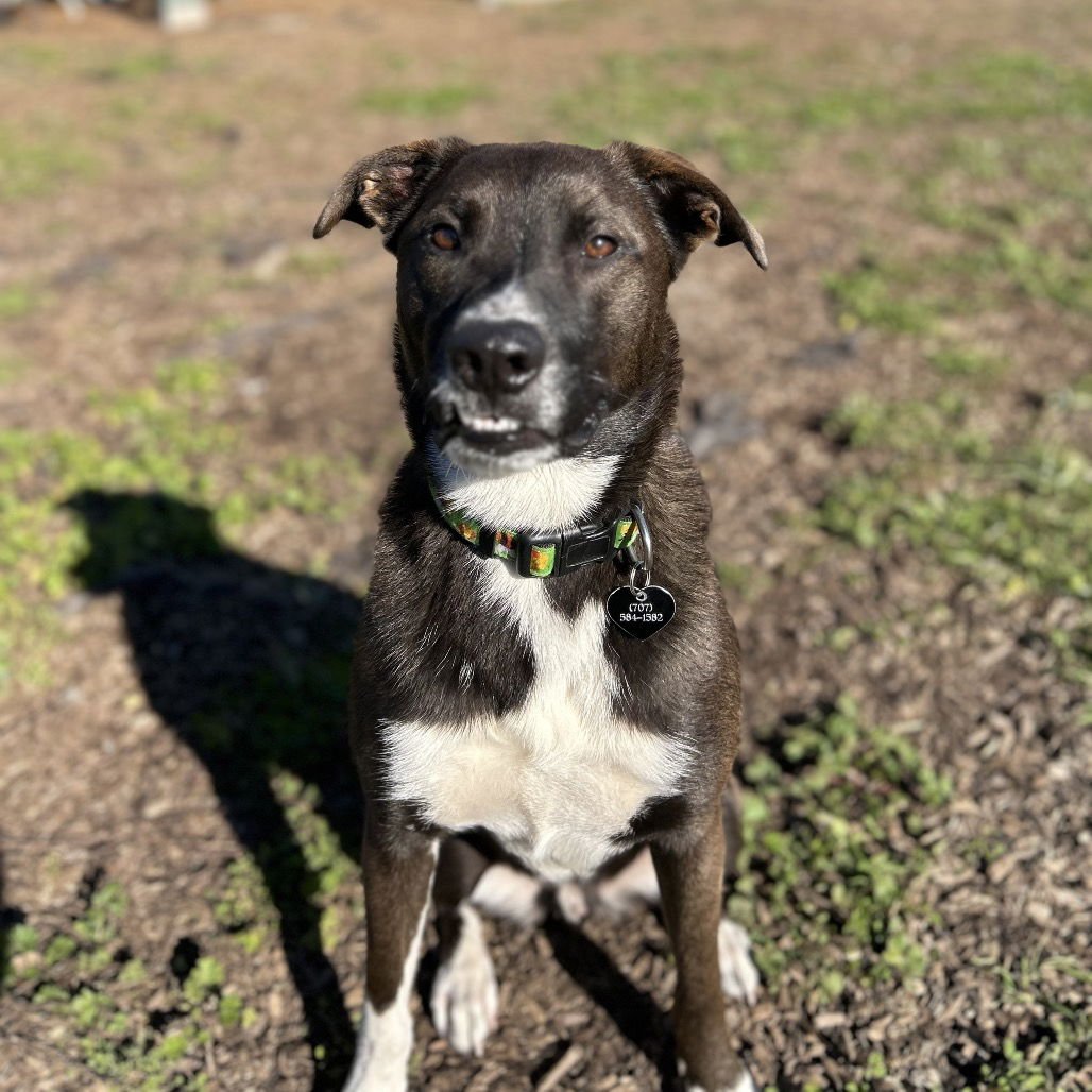PANDA - Australian Shepherd available for adoption