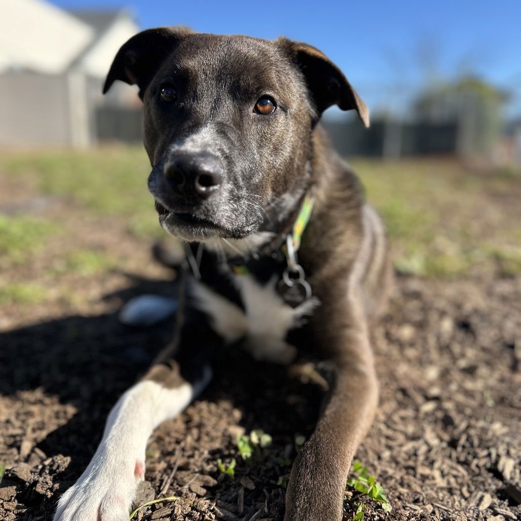 PANDA - Australian Shepherd available for adoption