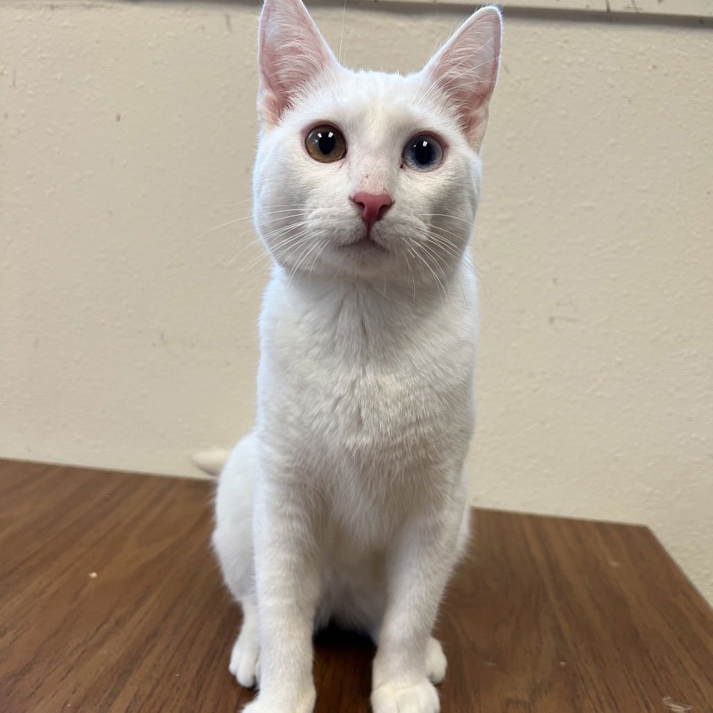 LARS - Domestic Short Hair available for adoption