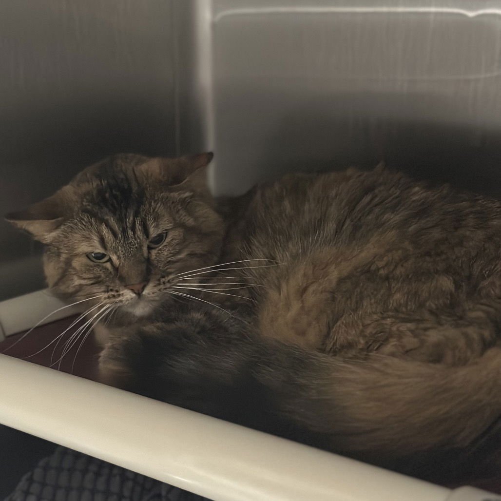 PENNY & TIDY DYE - Domestic Medium Hair available for adoption