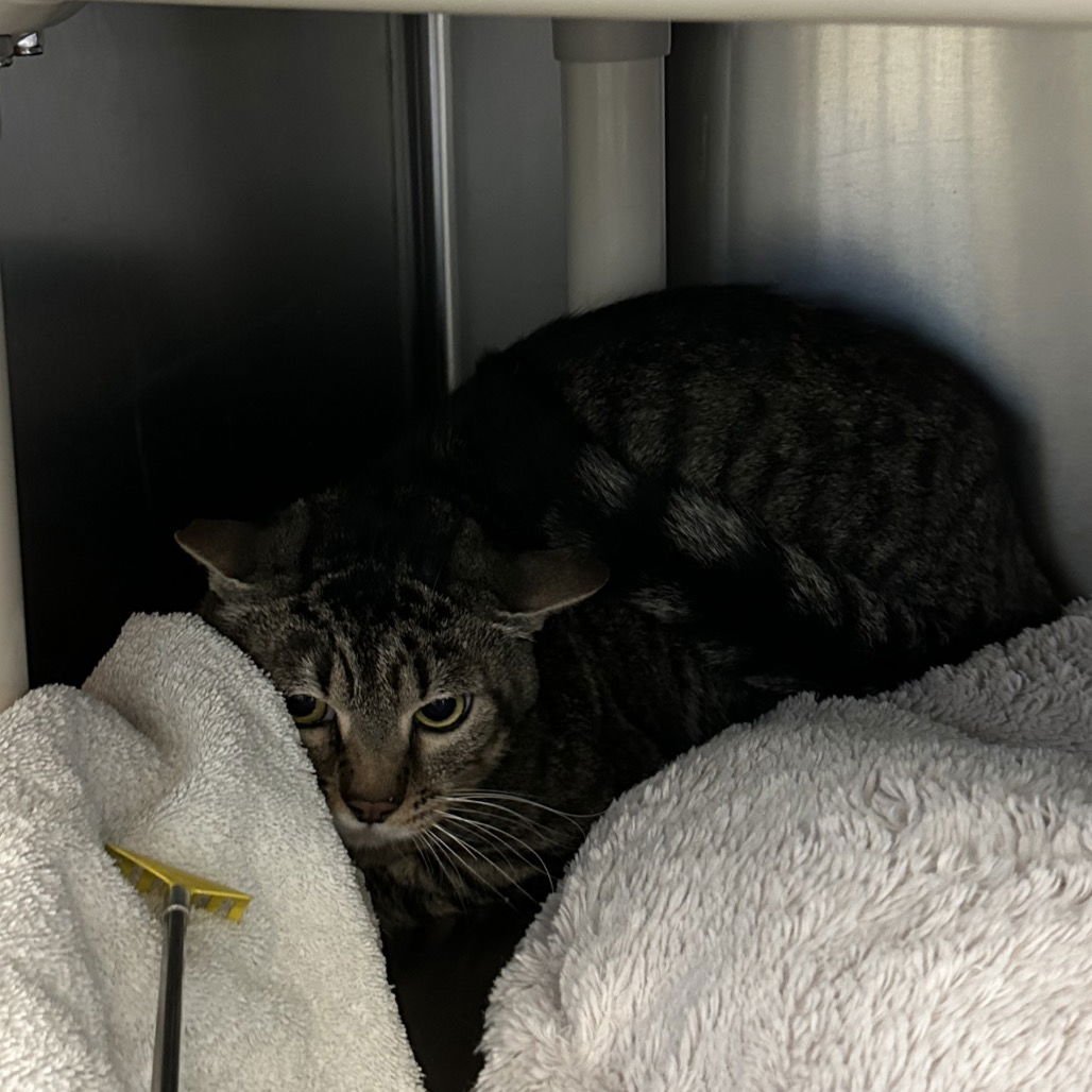 PENNY & TIDY DYE - Domestic Medium Hair available for adoption