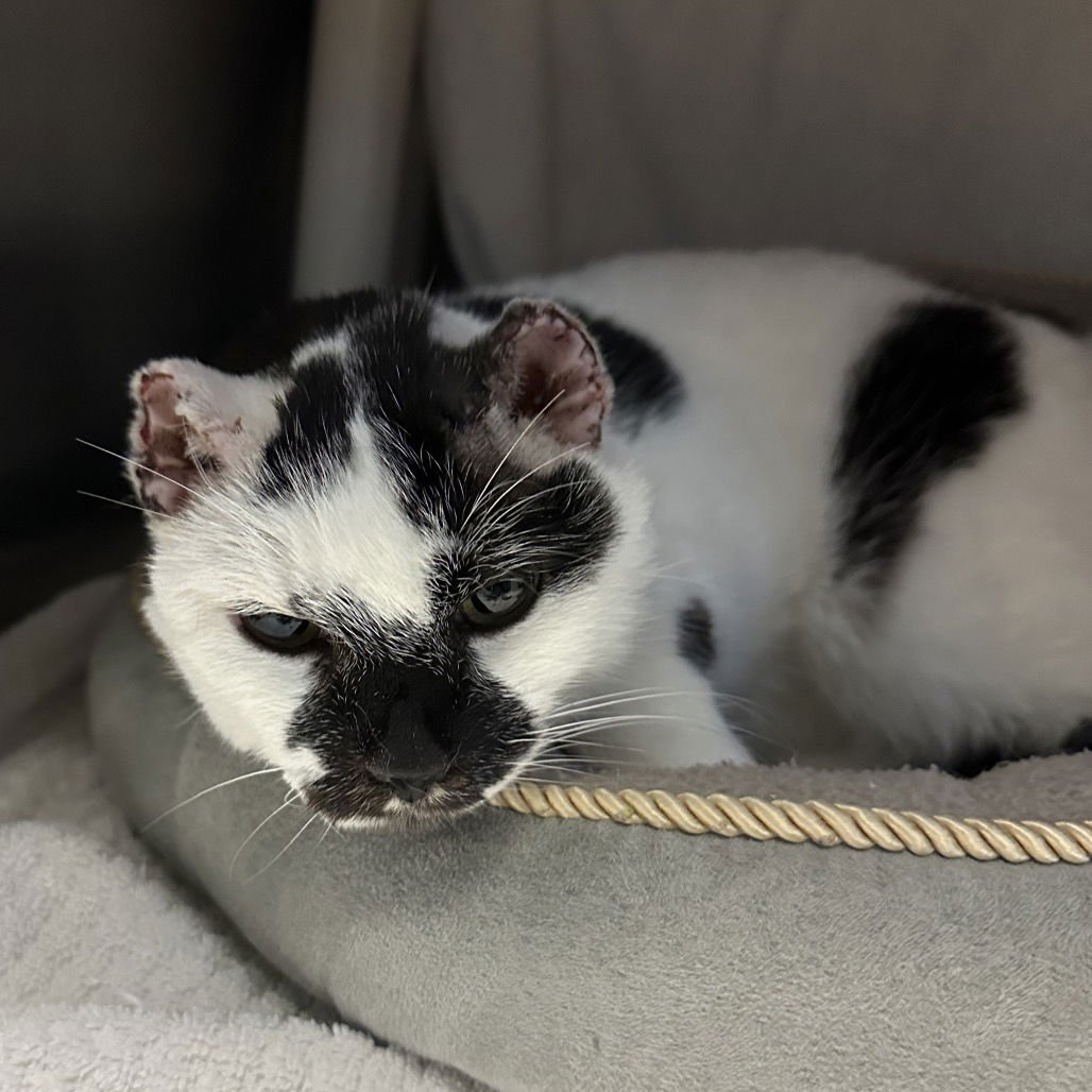 PIPER - Domestic Short Hair available for adoption