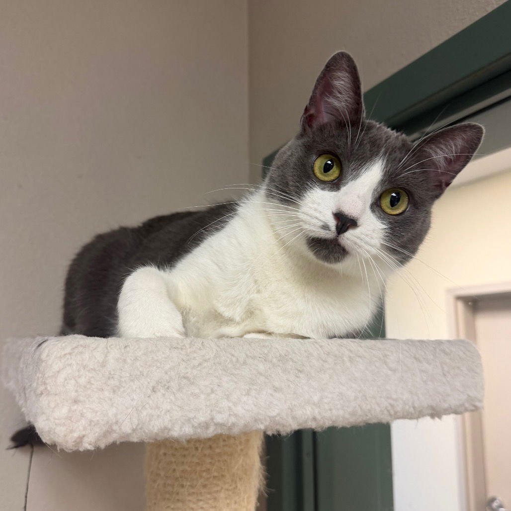 RAINBOW ROLL - Domestic Short Hair available for adoption