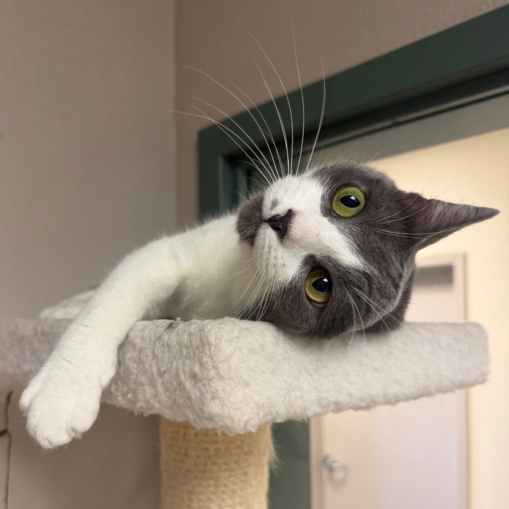 RAINBOW ROLL - Domestic Short Hair available for adoption