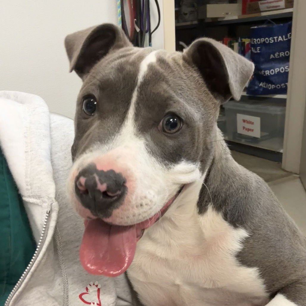 GOLIATH - American Pit Bull Terrier available for adoption