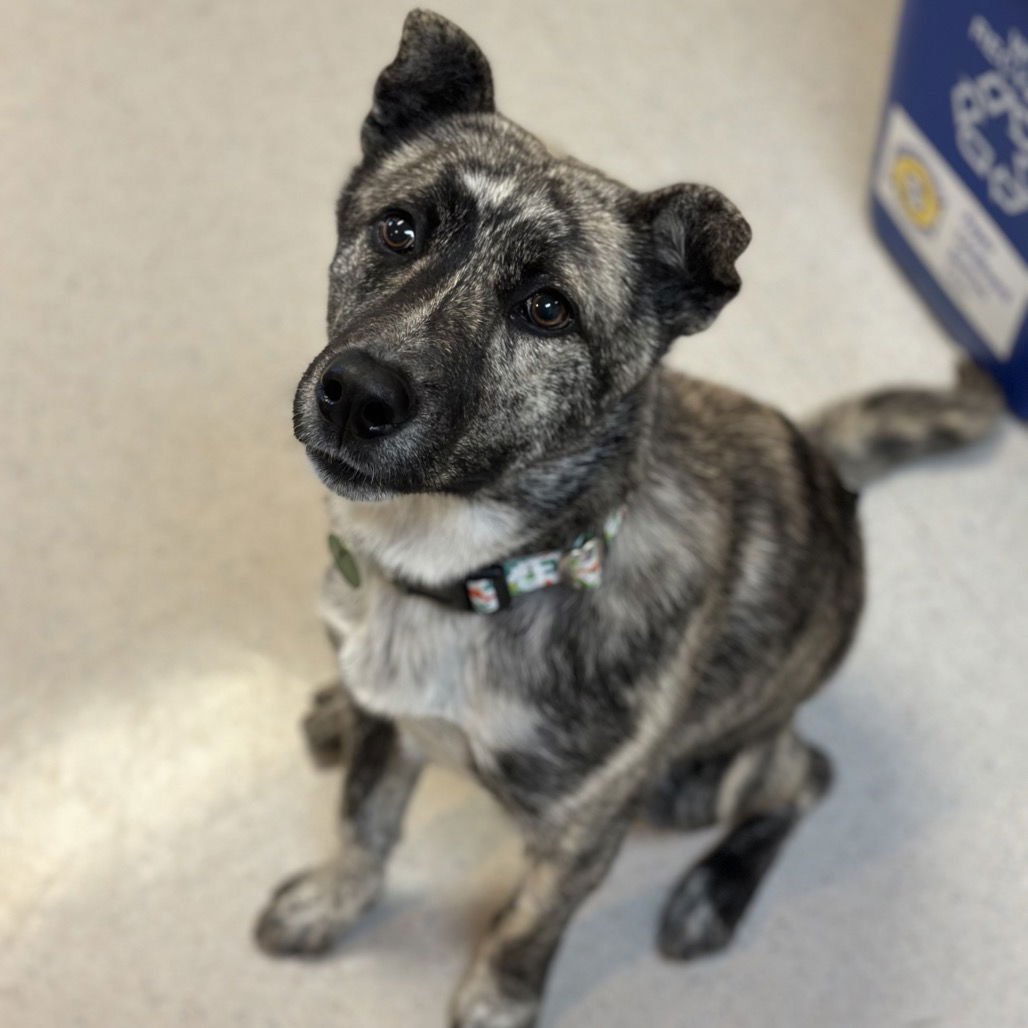 RASCAL - Dutch Shepherd available for adoption