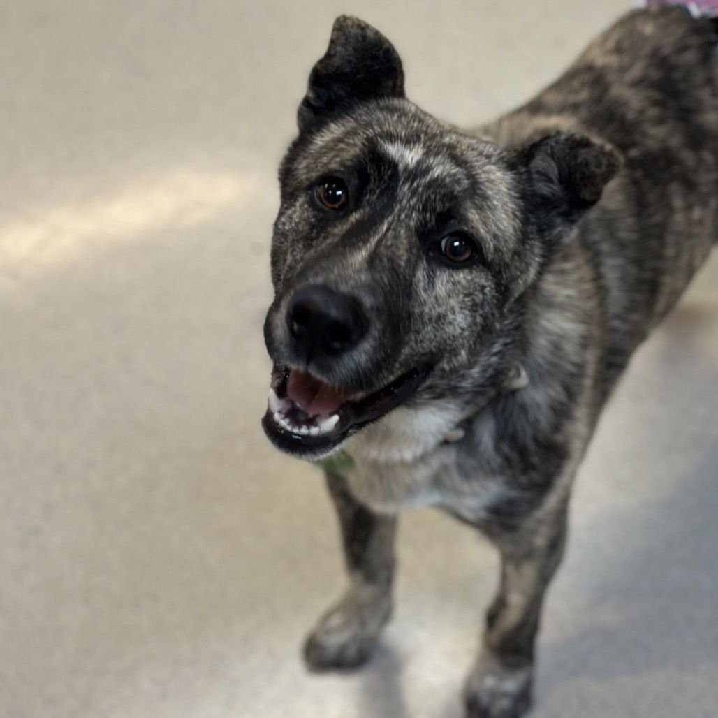 RASCAL - Dutch Shepherd available for adoption