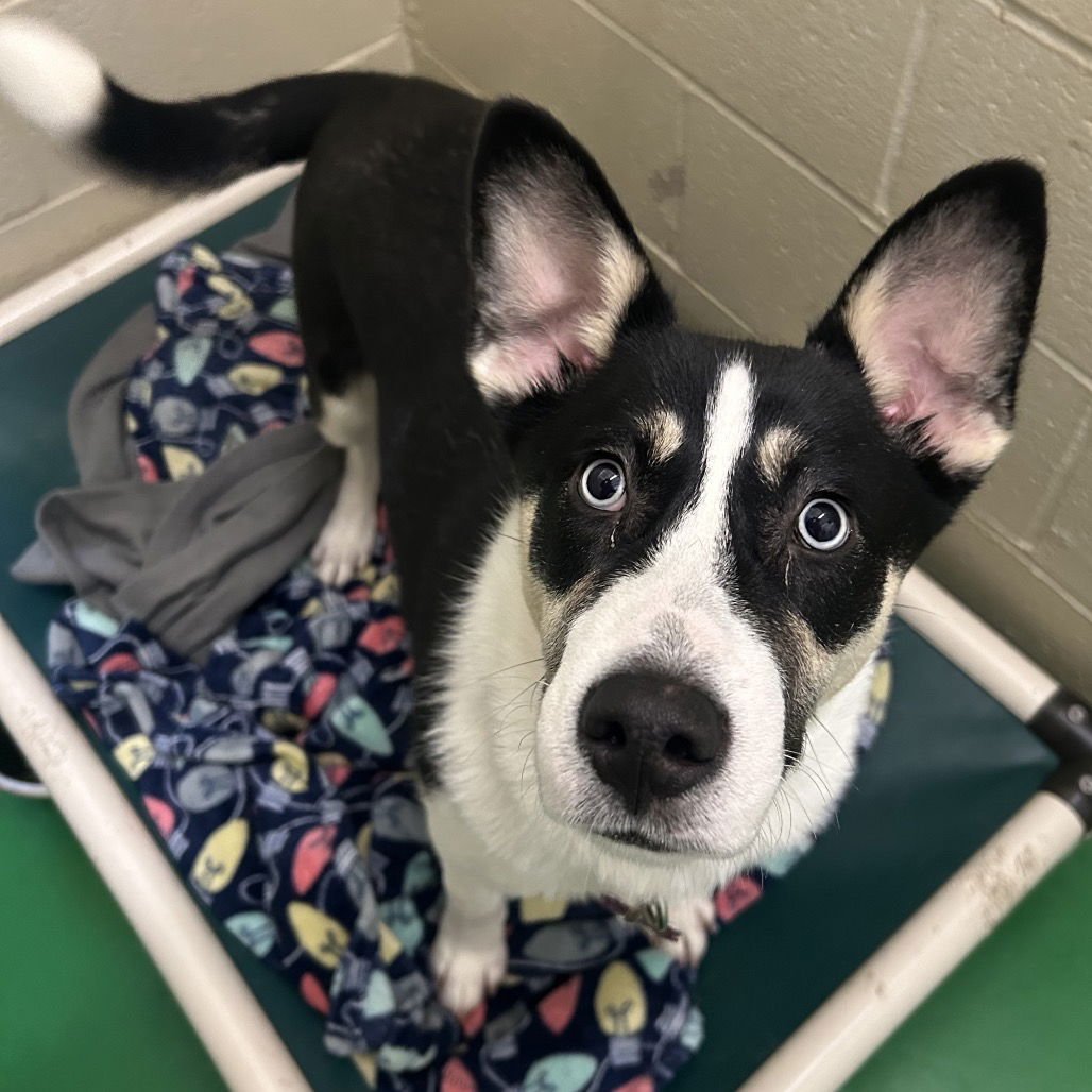 ADDY - Shepherd available for adoption