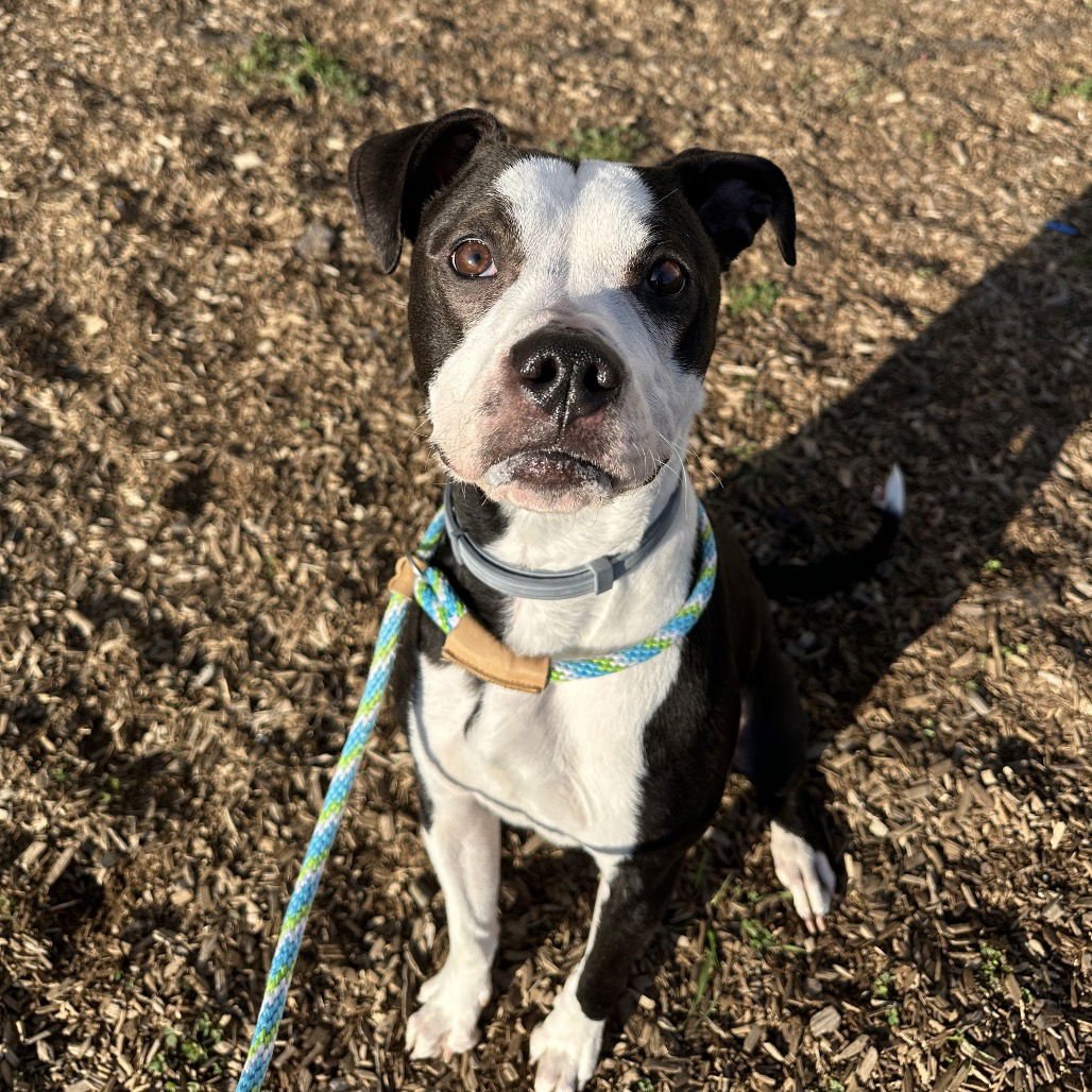 NOVA - Pit Bull Terrier / Boxer available for adoption